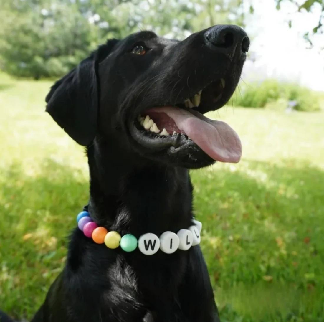 Paw Promise: Matching Friendship Bracelet